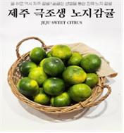 제주도 극조생 감귤 onerror=